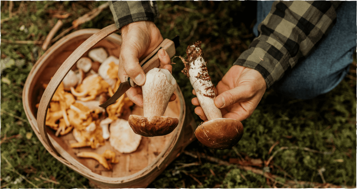 Pilze sammeln und erkennen