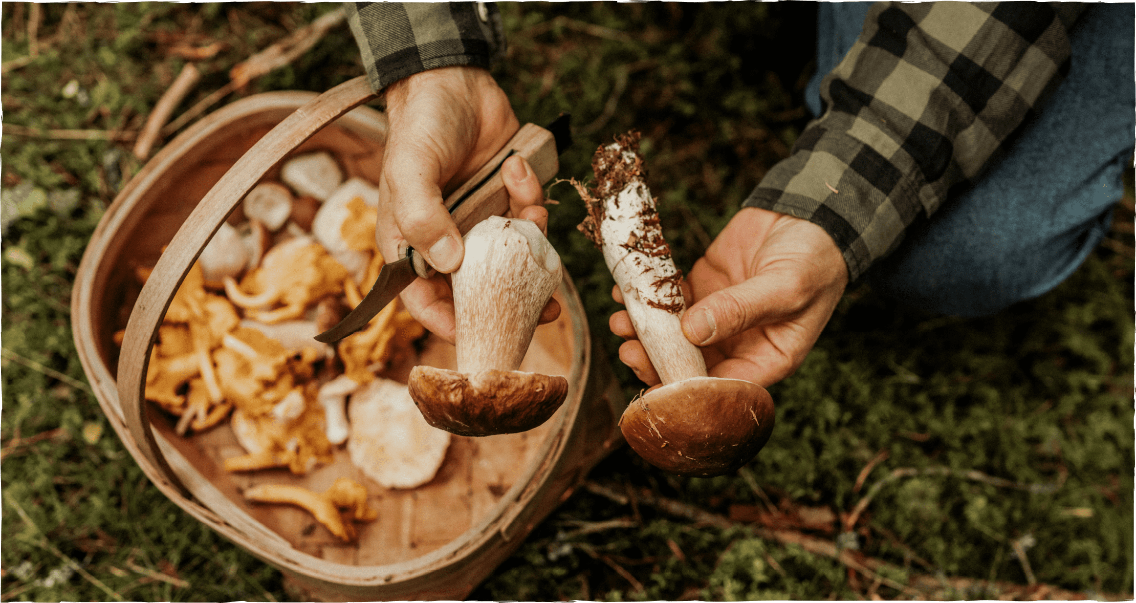 Pilze sammeln und erkennen