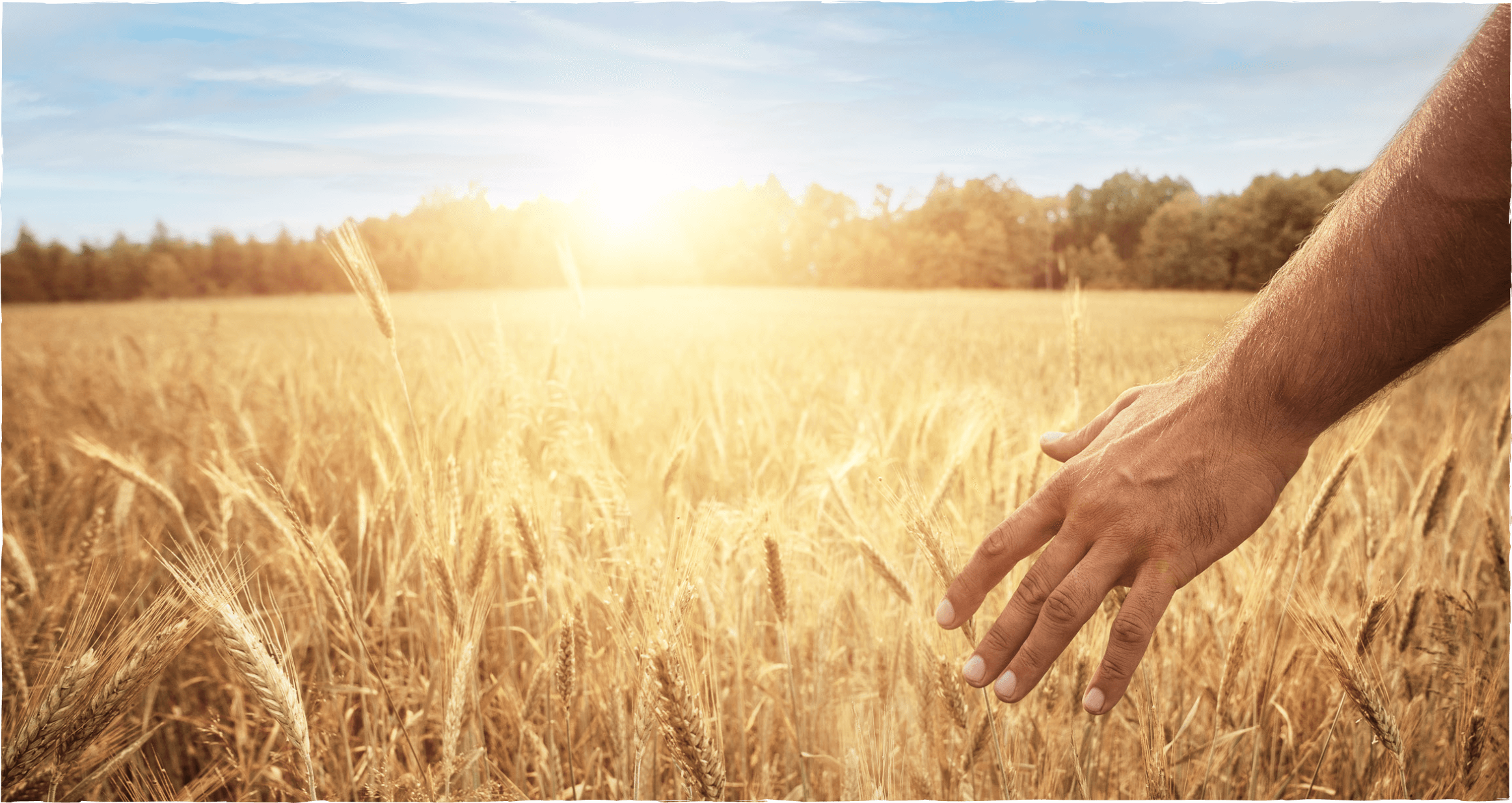 Campo di grano al tramonto